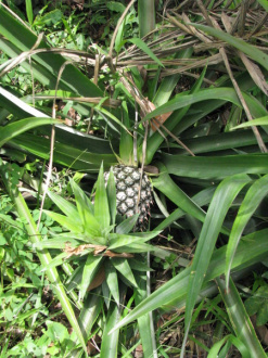 01 Ananas